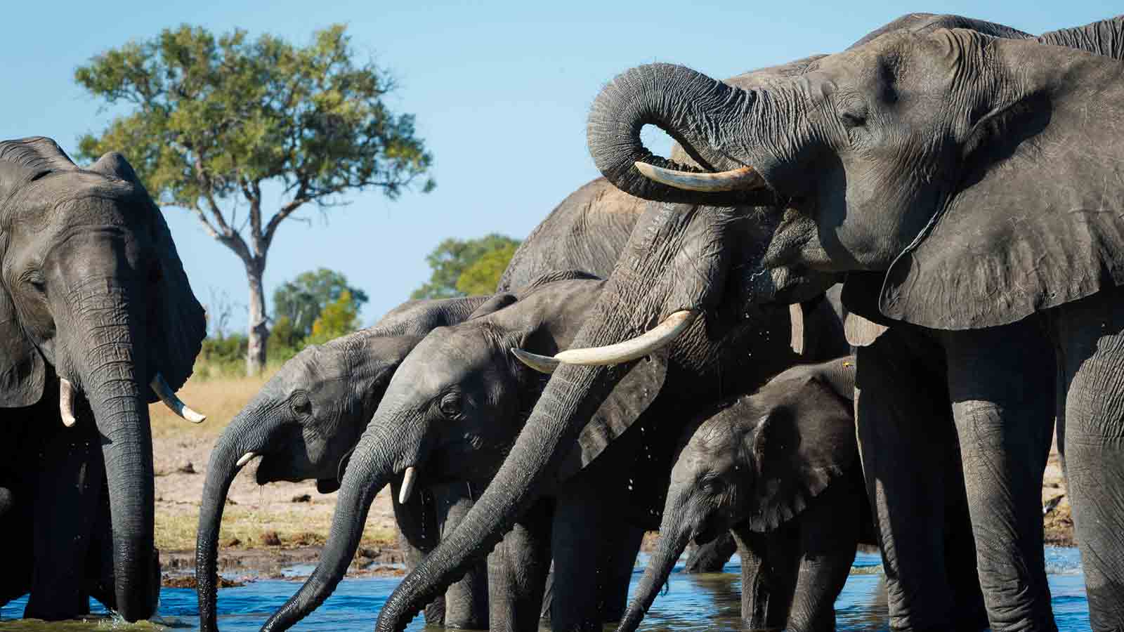 Best places in Africa to see wildlife
